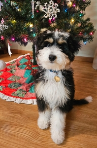 Suni F1 Mini Aussiedoodle of Ivy & Goose